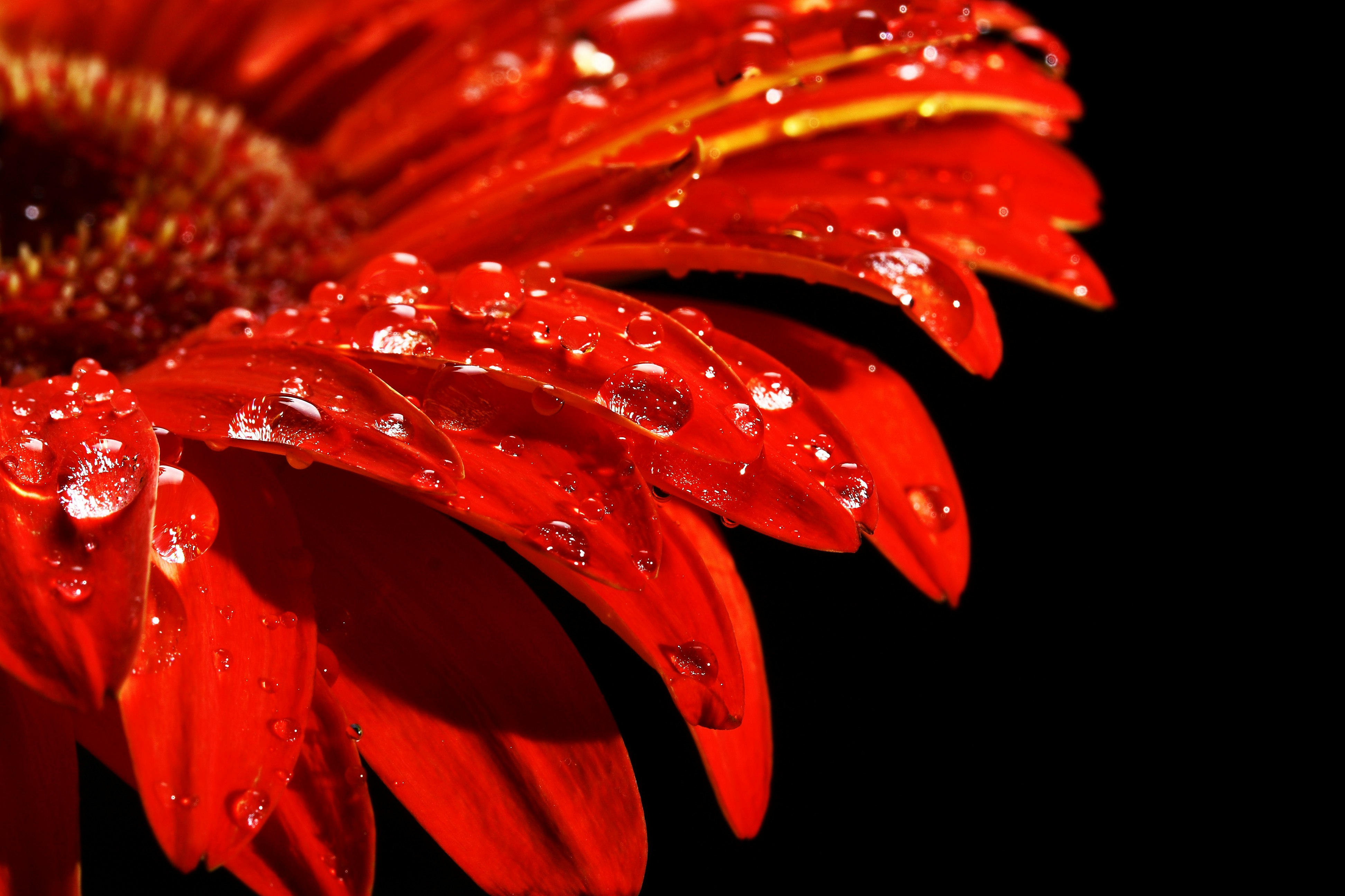 red and yellow flower in close up photography